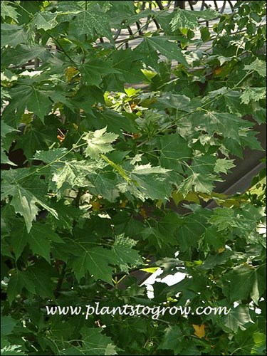 The plant will not produce variegation on all the leaves